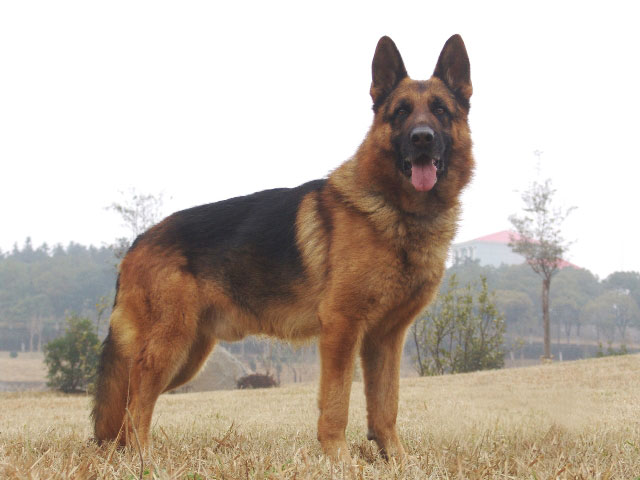 德國(guó)牧羊犬
